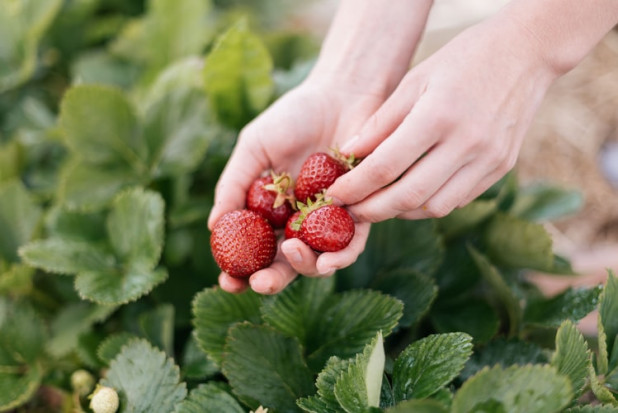 Sezon truskawkowy za nami; jakie ceny płacono za owoce deserowe i na skupie?/ fot. unsplash Truskawki 2021: Sezon nie dał zarobić plantatorom