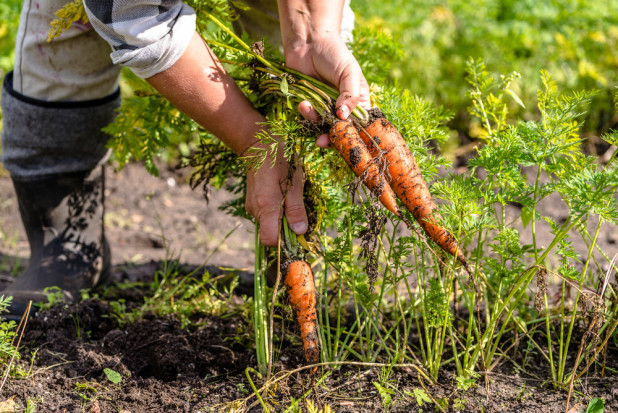 Miejsc pracy przybywa w gospodarstwach ekologicznych / fot. shutterstock Przybywa miejsc pracy w gospodarstwach ekologicznych