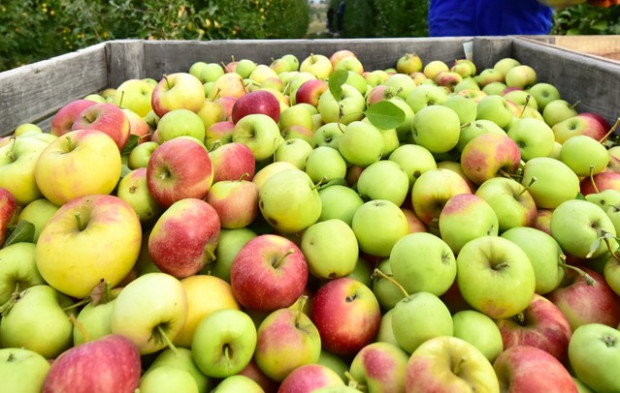 Pierwsze oferty kupna jabłka z przerywki /fot. shutterstock.com Skupy podają pierwsze ceny jabłek z przerywki