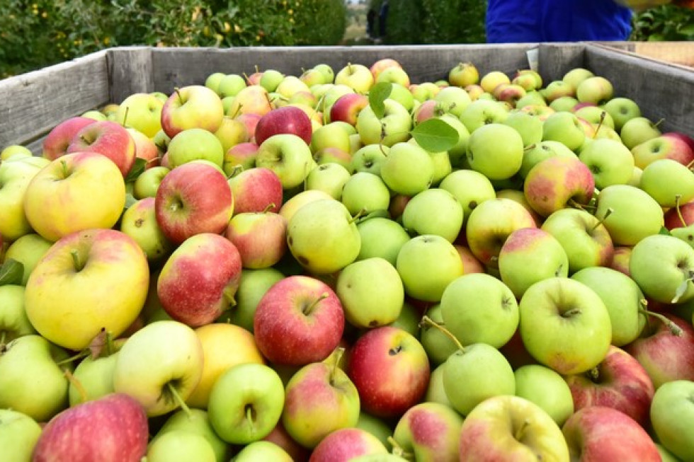 Skupy podają pierwsze ceny jabłek z przerywki