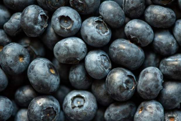 Ceny za borówkę dla plantatora gwałtownie spadły w dół/ fot. unsplash Załamanie na rynku borówki – co dalej z handlem?