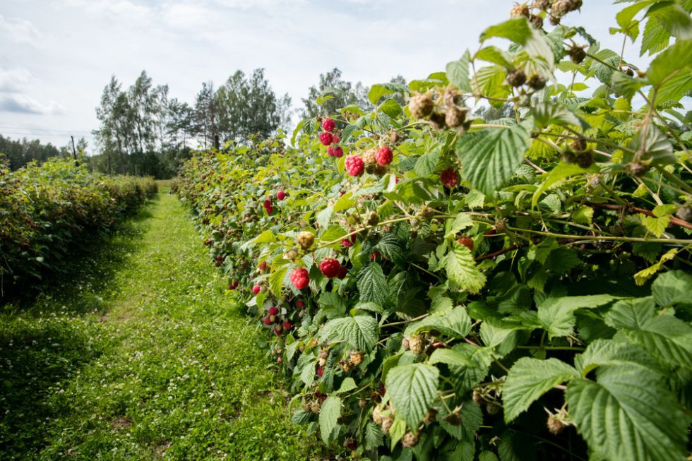 Karczmiska: Trwają testy nowoczesnego kombajnu do zbioru owoców miękkich