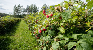 Karczmiska: W testach kombajn do zbioru owoców miękkich