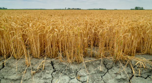 Istnieją nadal problemy z działaniem aplikacji suszowej/ fot. shutterstock Dalsze problemy z aplikacją suszową