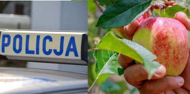 Młody mężczyzna zginął podczas zbiorów owoców w jednym z sadów w Okalińcu/ fot. shutterstock Wielkopolskie: Śmiertelny wypadek 21-latka podczas zbioru owoców