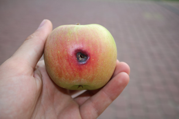 Owócówka jabłkóweczka – zwójka, ale jednak trochę inna