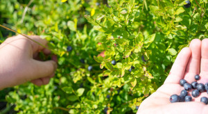 Szwecja: Ogniska koronawirusa wśród zbierających leśne jagody