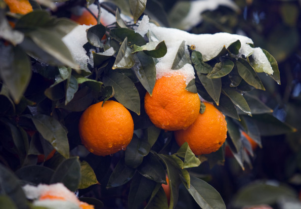 Mrozy w Brazylii zagroziły uprawom pomarańczy/ fot. shutterstock Brazylia: opady śniegu zagroziły uprawom pomarańczy