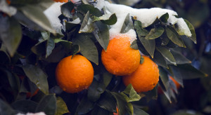 Brazylia: opady śniegu zagroziły uprawom pomarańczy