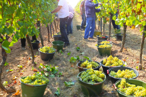 Włochy: początek winobrania - pierwsza kiść zostanie zerwana na Sycylii