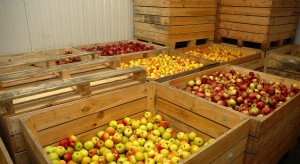 WAPA: W polskich chłodniach jest jeszcze 133 tysiące ton jabłek!
