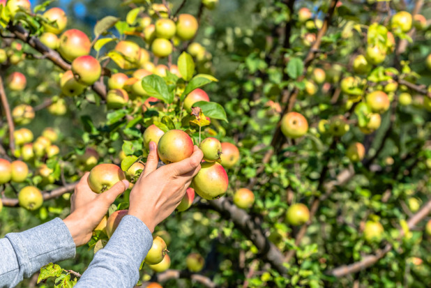 Gruzińscy plantatorzy spodziewają się, że tegoroczna produkcja jabłek będzie mniejsza/fot. shutterstock.com Gruzińscy sadownicy spodziewają się mniejszych zbiorów jabłek w tym sezonie