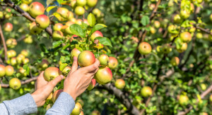 Gruzińscy sadownicy spodziewają się mniejszych zbiorów jabłek w tym sezonie