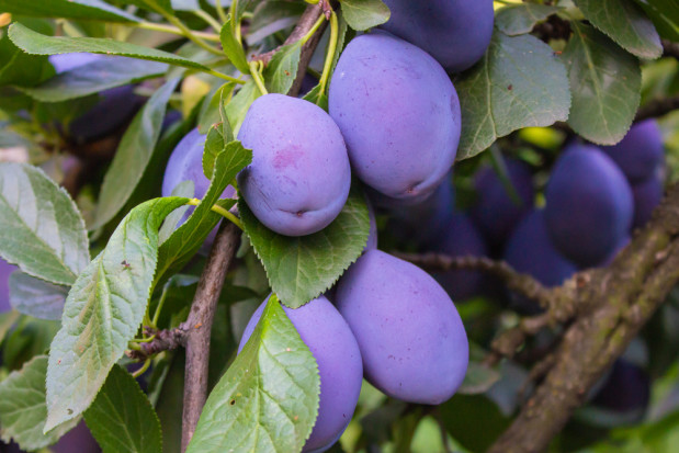 Jakie ceny na starcie sezonu osiągają śliwki na rynkach hurtowych?/fot. shutterstock.com Rynki hurtowe: ceny pierwszych krajowych śliwek