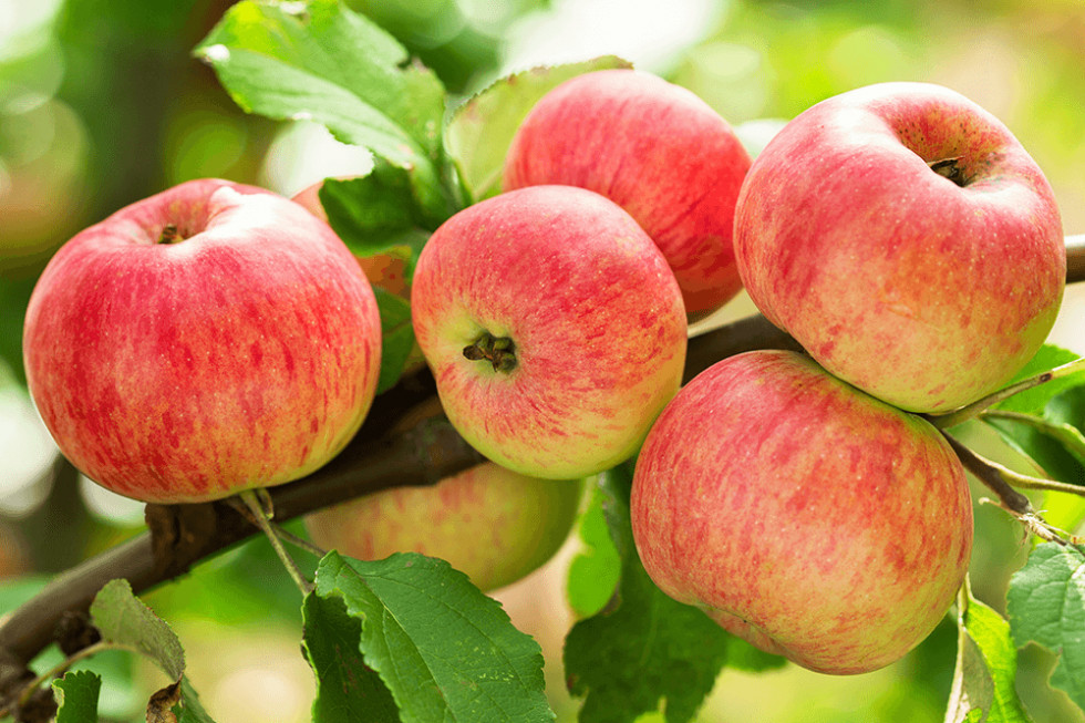 Jaki wpływ ma kolor jabłka na wybory konsumentów?