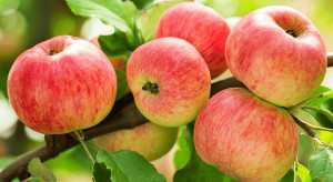 Jaki wpływ ma kolor jabłka na wybory konsumentów?