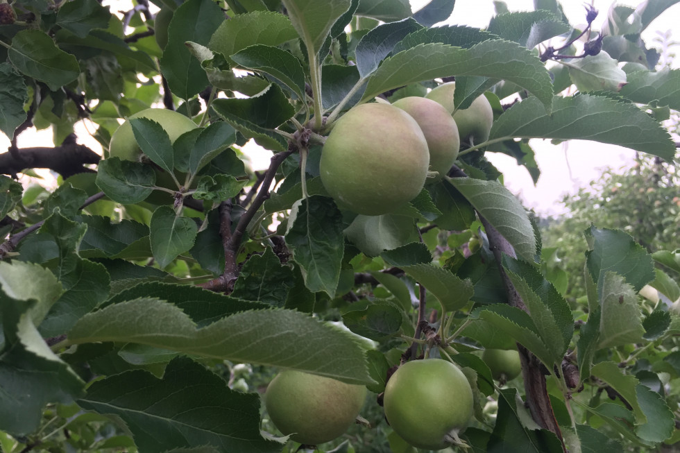 Drugie pokolenie owocówki jabłkóweczki - zwalczanie