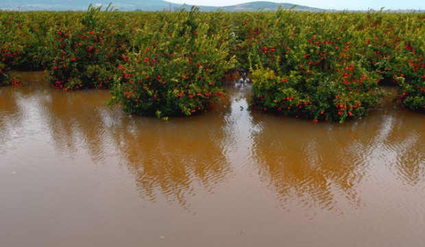 Lipcowe powodzie w Europie zniszczyły sady i plantacje owoców/ fot. shutterstock.com Lipcowe powodzie w Europie zniszczyły sady i plantacje owoców