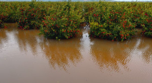Lipcowe powodzie w Europie zniszczyły sady i plantacje owoców