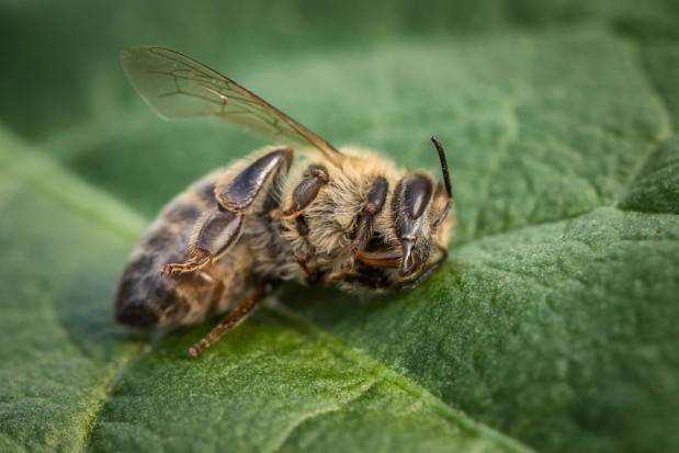 Popularne pestycydy szkodzą pszczołom już w najmniejszych dawkach