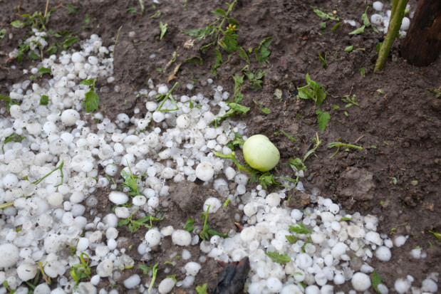 Hiszpańskie plantacje zniszczone przez gradobicie. Straty wynoszą 8 mln euro/ fot. shutterstock.com Hiszpańskie plantacje zniszczone przez gradobicie. Straty wynoszą 8 mln euro