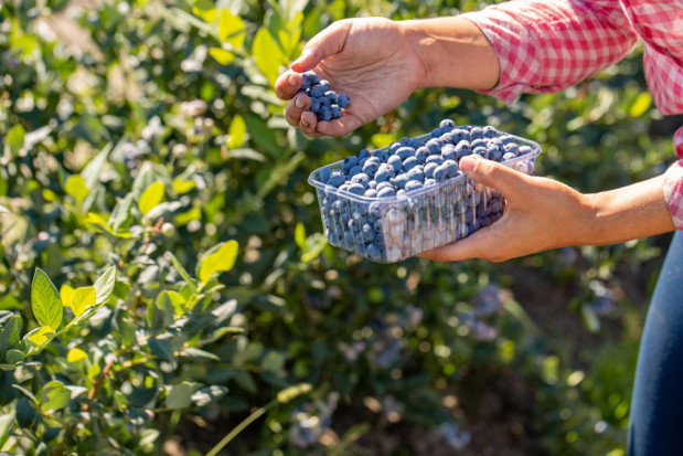 Plantatorzy nie chcą sprzedawać skupom owoców za grosze. Oferują samozbiory/ fot. shutterstock.com Plantatorzy nie chcą sprzedawać skupom owoców za grosze. Oferują samozbiory