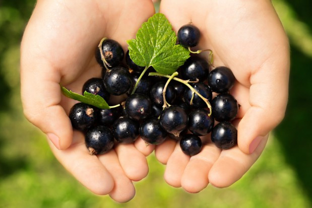 W lipcu 2021 r. ceny porzeczek kształtowały się na poziomie wyższym niż przed rokiem./fot. shutterstock Czarna porzeczka - wysokie ceny w 2021 r.