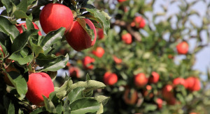 Kolejna fala pandemii pozbawi nas pracowników na jesienne zbiory jabłek ?