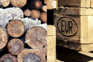 Lasy Państwowe: nie mamy wpływu na to, co się dzieje z drewnem sprzedanym na rynku krajowym