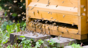 Warszawa: Strażnicy miejscy uratowali rój pszczół