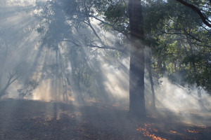 Hiszpania: Pożar strawił 10 tys. ha lasów