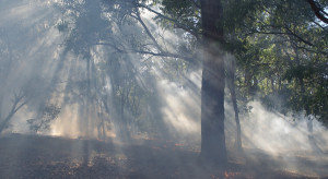 Hiszpania: Pożar strawił 10 tys. ha lasów