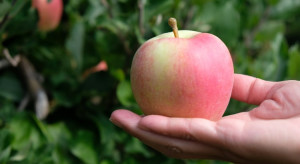 Polski Eko Owoc: Nasze jabłko broni się jakością i smakiem (wywiad)