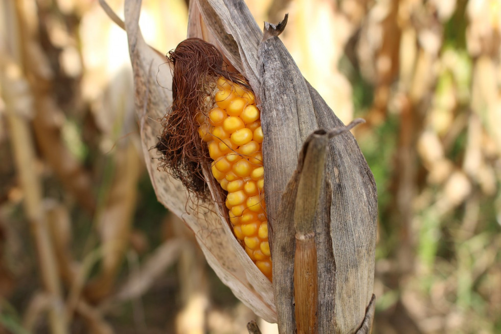 IUNG: Susza dotyczy głównie upraw kukurydzy