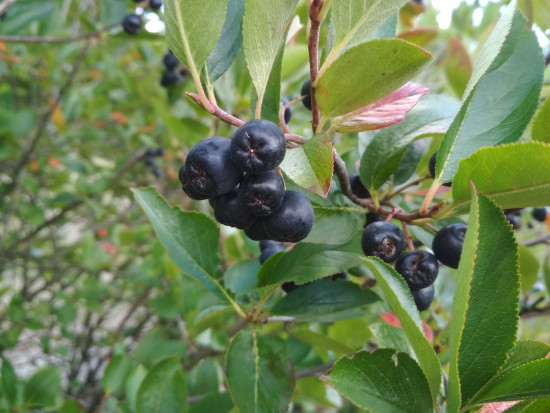Rozpoczęły się zbiory aronii/ fot. sadyogrody Aronia 2021 - z jakimi stawkami rusza skup?