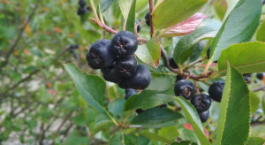 Aronia 2021 -  z jakimi stawkami rusza skup?