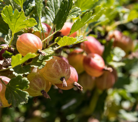 Trudna sytuacja na rynku agrestu: plantatorzy nie są zrzeszeni i ich produkt nie jest promowany / fot. pixabay Plantator: promowane są tylko nieliczne owoce, agrest jest niedoceniany (wywiad)