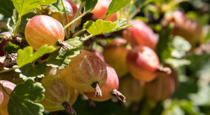 Plantator: promowane są tylko nieliczne owoce, agrest jest niedoceniany (wywiad)