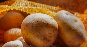 W Polsce uprawia się 140 odmian ziemniaków