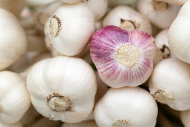 Wzrasta produkcja czosnku na świecie/ fot. pixabay Meksyk 9. eksporterem czosnku na świecie