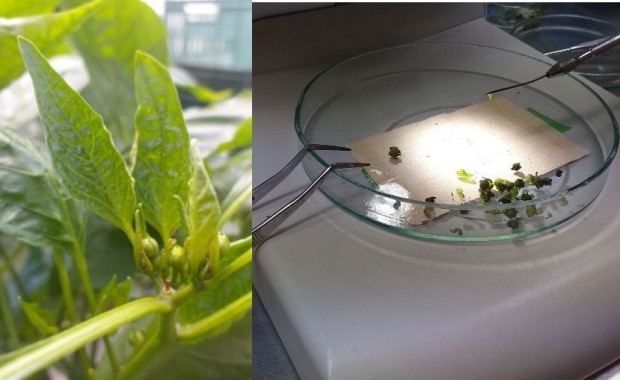 Biotechnologia pozwala skrócić cykl hodowlany nowych odmian papryki/ fot. materiały IO-PIB Biotechnologia pozwala skrócić cykl hodowlany papryki