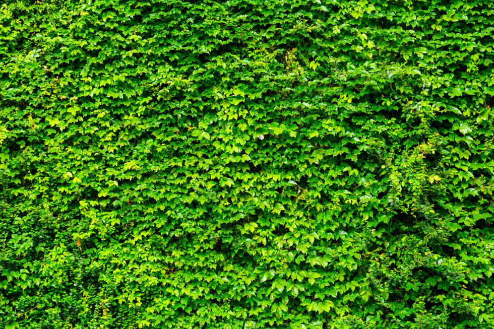 Grupa Azoty posadzi Zielone Ogrodzenie w ramach działań proekologicznych