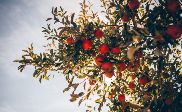 Zapowiadają się dobre zbiory jabłek w Niemczech/ fot. unsplash Niemieccy sadownicy oczekują dobrych zbiorów jabłek