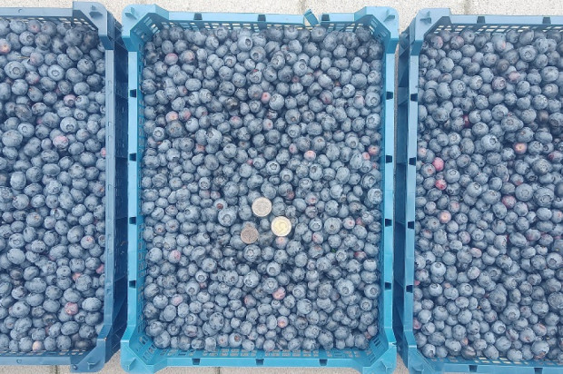 Na GiełdaRolna.pl dostępne są oferty sprzedaży borówki Owoce sezonowe na GieldaRolna.pl - dodaj swoje ogłoszenie!