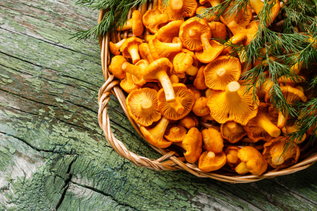Pogoda wpływa na zbiór kurek; fot. shutterstock.com Kiepski sezon dla sprzedawców runa leśnego. Pogoda wpływa na zbiór kurek