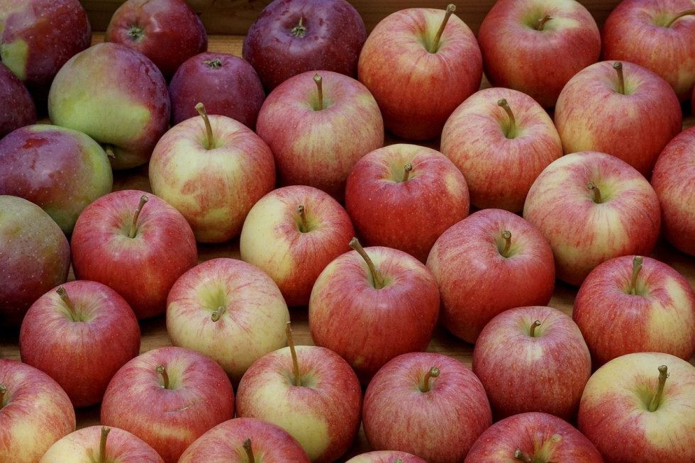 Indie kluczowym rynkiem dla jabłek z Fruit-Group