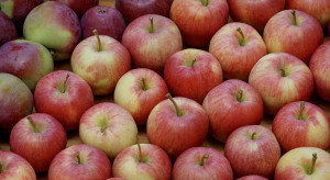 Indie kluczowym rynkiem dla jabłek z Fruit-Group