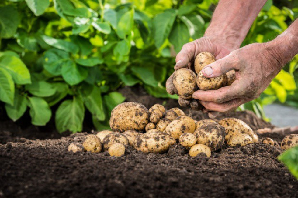 Podlasie: Niższe plony ziemniaków