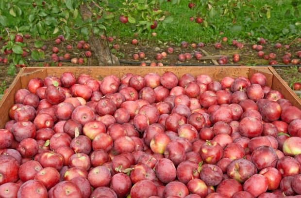 Eksperci: Ceny jabłek przemysłowych powinny wzrosnąć