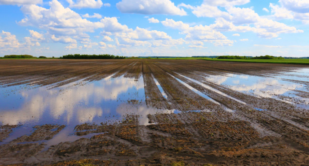 Na wielu plantacjach występuje bardzo duża presja chorób grzybowych. / fot. shutterstock Uprawy warzyw cierpią przez intensywne opady deszczu